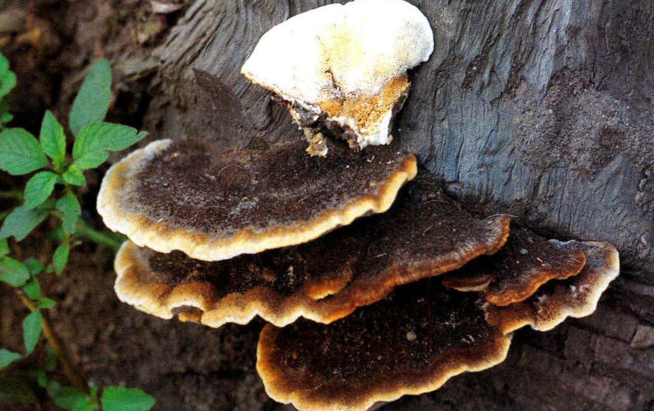 Trametes villosa(Fr.)Kreisel